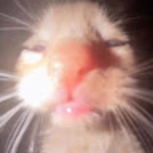 Meet your Posher, Abe